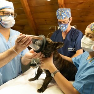 The Purrfectly Clean Cat: A Guide to Feline Hygiene